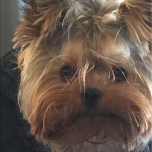 Meet your Posher, Josephine